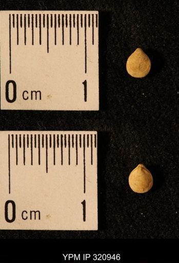 Dielasma elongatum
