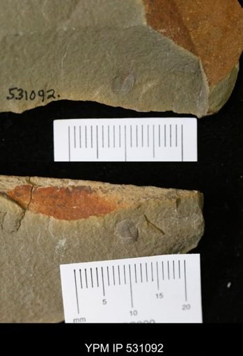 undet. Trilobita