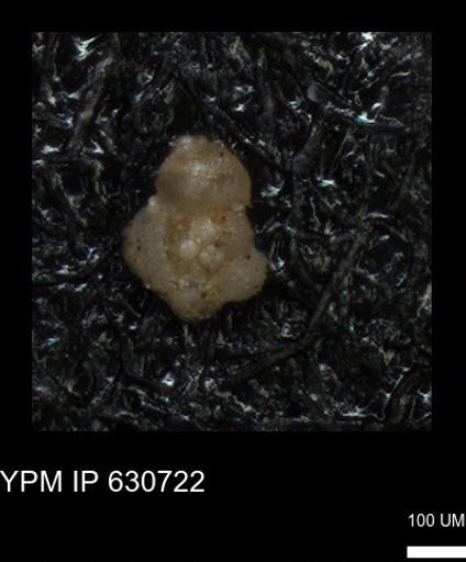 undet. Rugoglobigerinidae