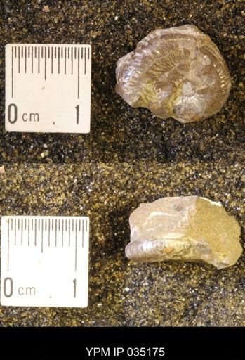Discoscaphites rossi