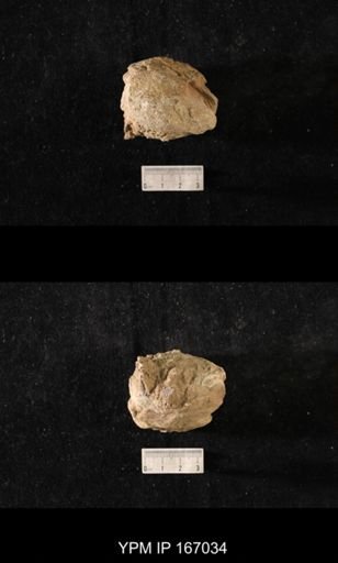 Brachiospongia digitata