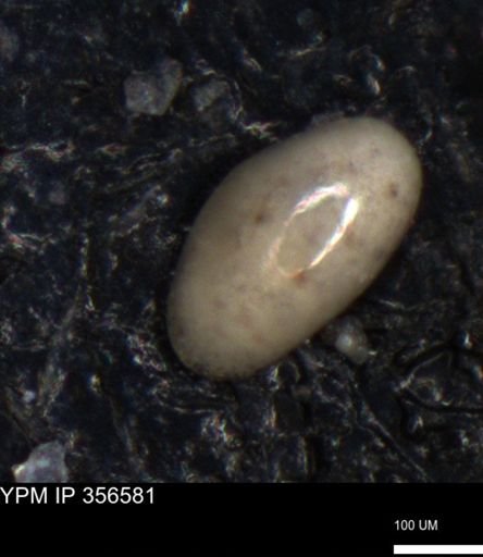 undet. Foraminiferida