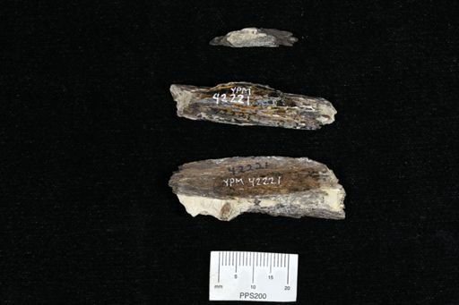 undet. Actinopterygii