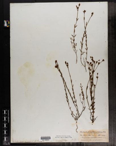 Plantae