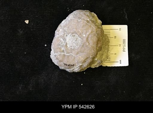 Dolatocrinus asterias?