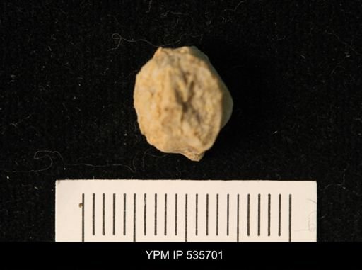 Pentremites florealis