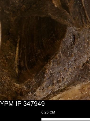 undet. Bivalvia
