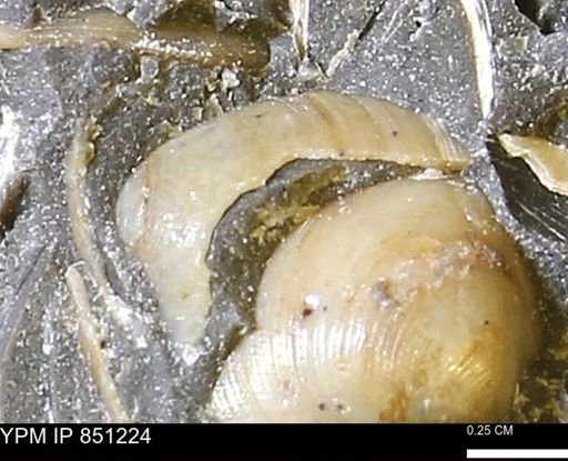 Limopsis striatopunctatus