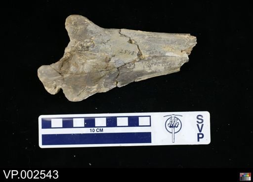 Pteranodon