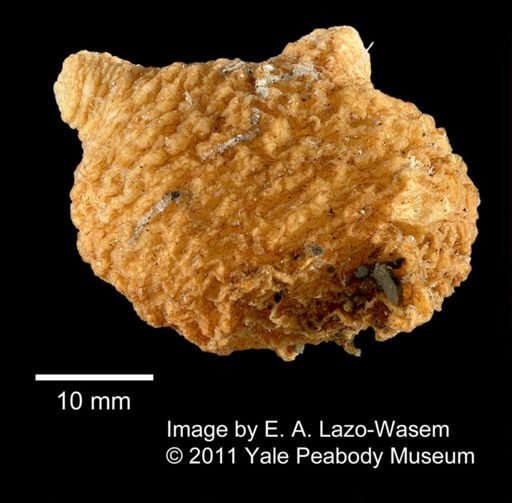 Ascidiacea