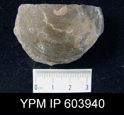 Atrypa sp.
