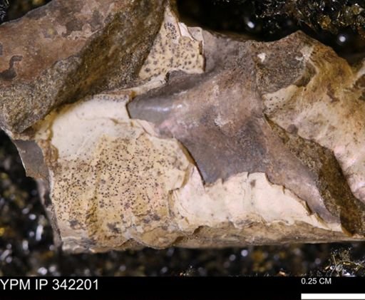 Baculites sp.