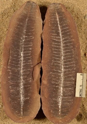 Pecopteris