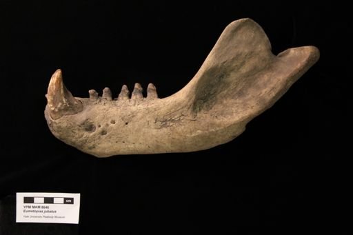 Eumetopias jubatus