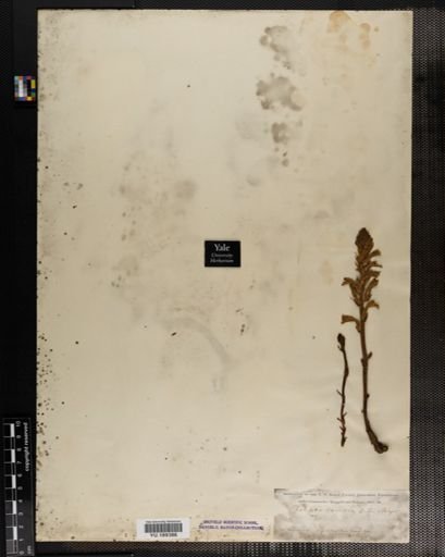 Plantae