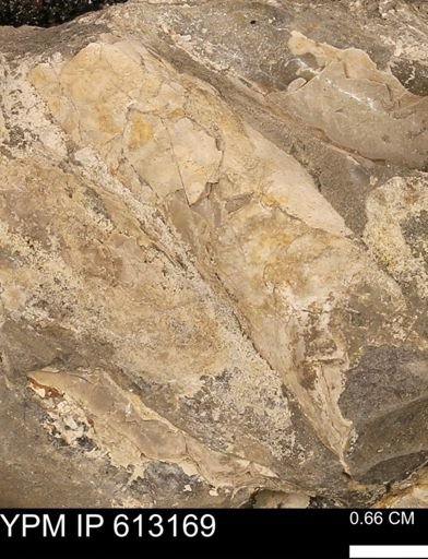 Baculites sp.
