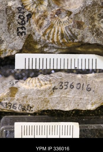 undet. Ammonoidea