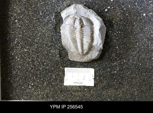 Conocoryphe sulzeri