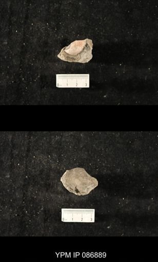 undet. Nautiloidea