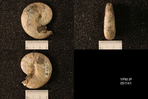 Hoploscaphites nicolletii