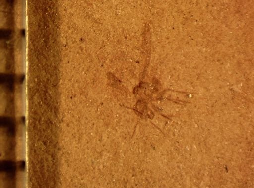 Psocoptera?