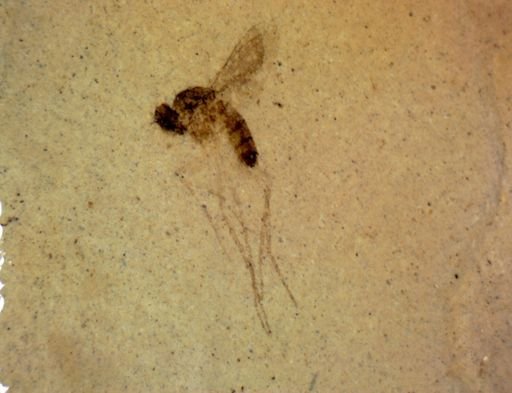 undet. Diptera