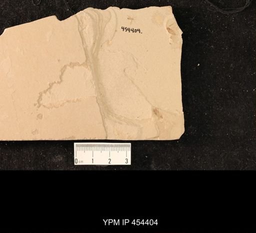 undet. Diptera