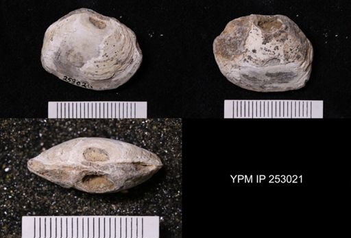 Nymphalucina?