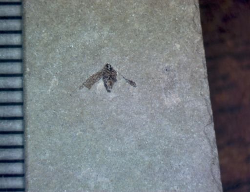 undet. Hemiptera