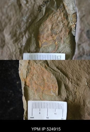 undet. Arthropoda