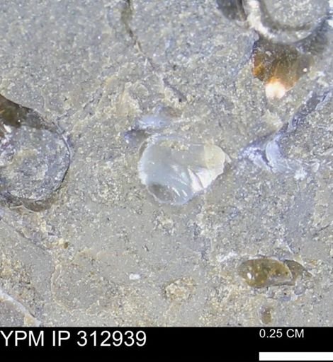 undet. Mollusca