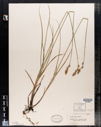 Carex foenea