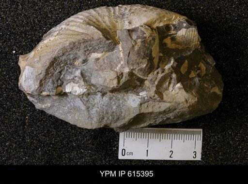 Hoploscaphites sp.