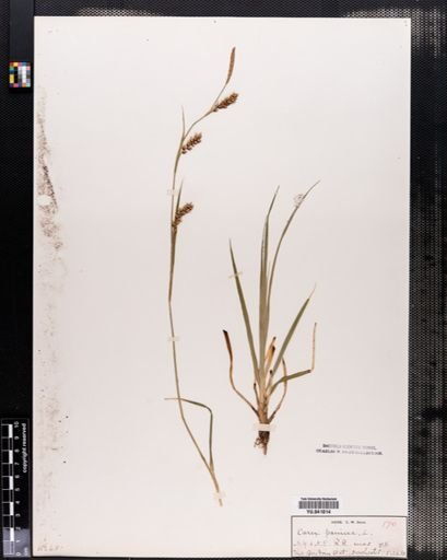 Carex panicea