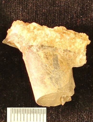 Baculites