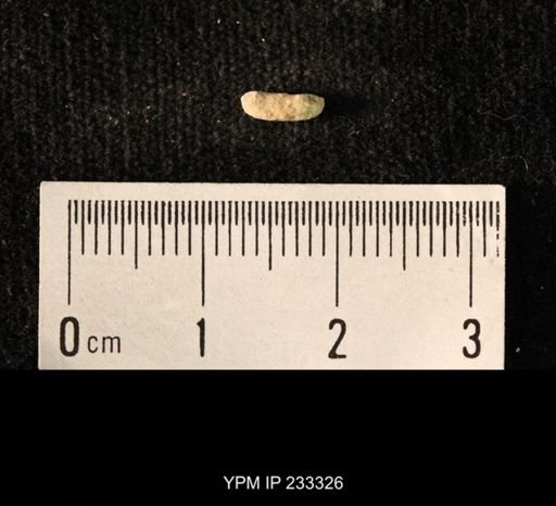 Archaeocidaris sp.