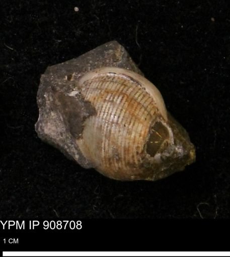 Oligoptycha concinna