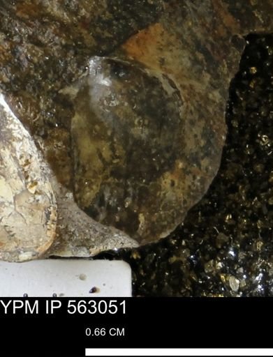 Oxytoma (Hypoxytoma) sp.