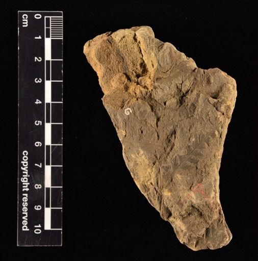 Sphenopteris orientalis