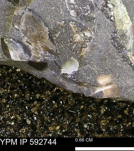 undet. Bivalvia