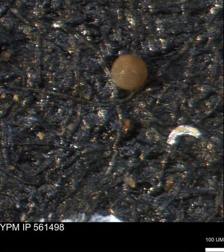undet. Foraminiferida