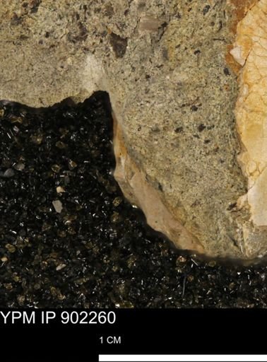 undet. Mollusca