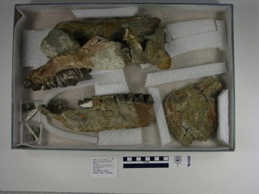 Amynodon antiquus