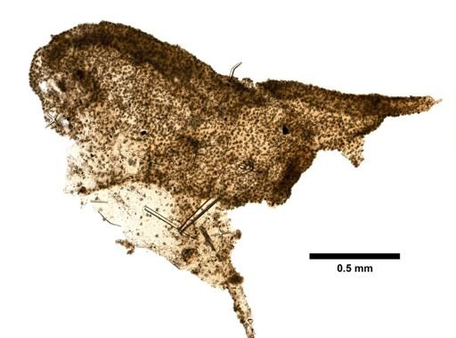 Dorvillia echinata