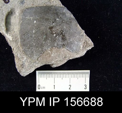 Brachyprion anticostiensis