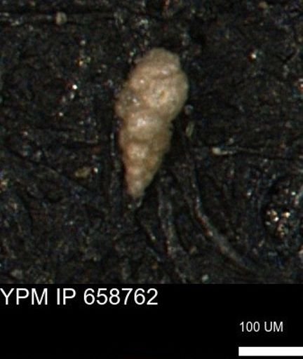 Verneuilinoides kansasensis