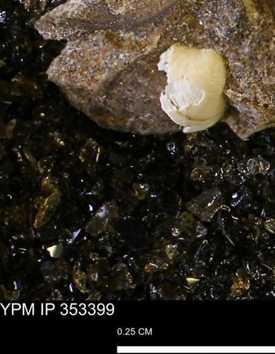 undet. Bivalvia