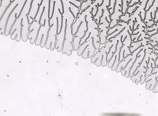 Diphyllobothrium erinacei