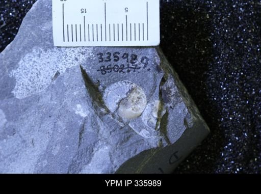 undet. Ammonoidea