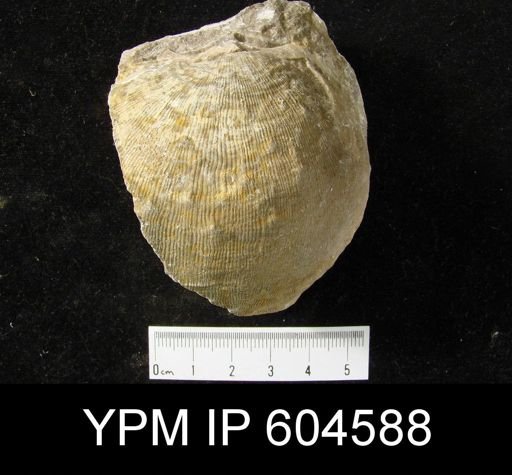 Gigantoproductus?